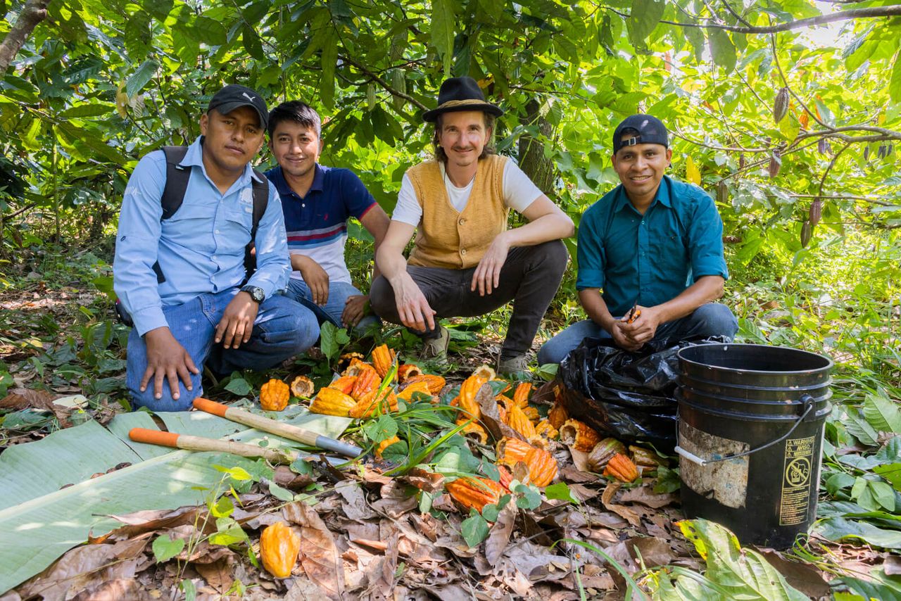 Vier Männer bei der Kakaoernte in Guatemala hocken hinter frisch geöffneten, orangefarbenen Kakaofrüchten