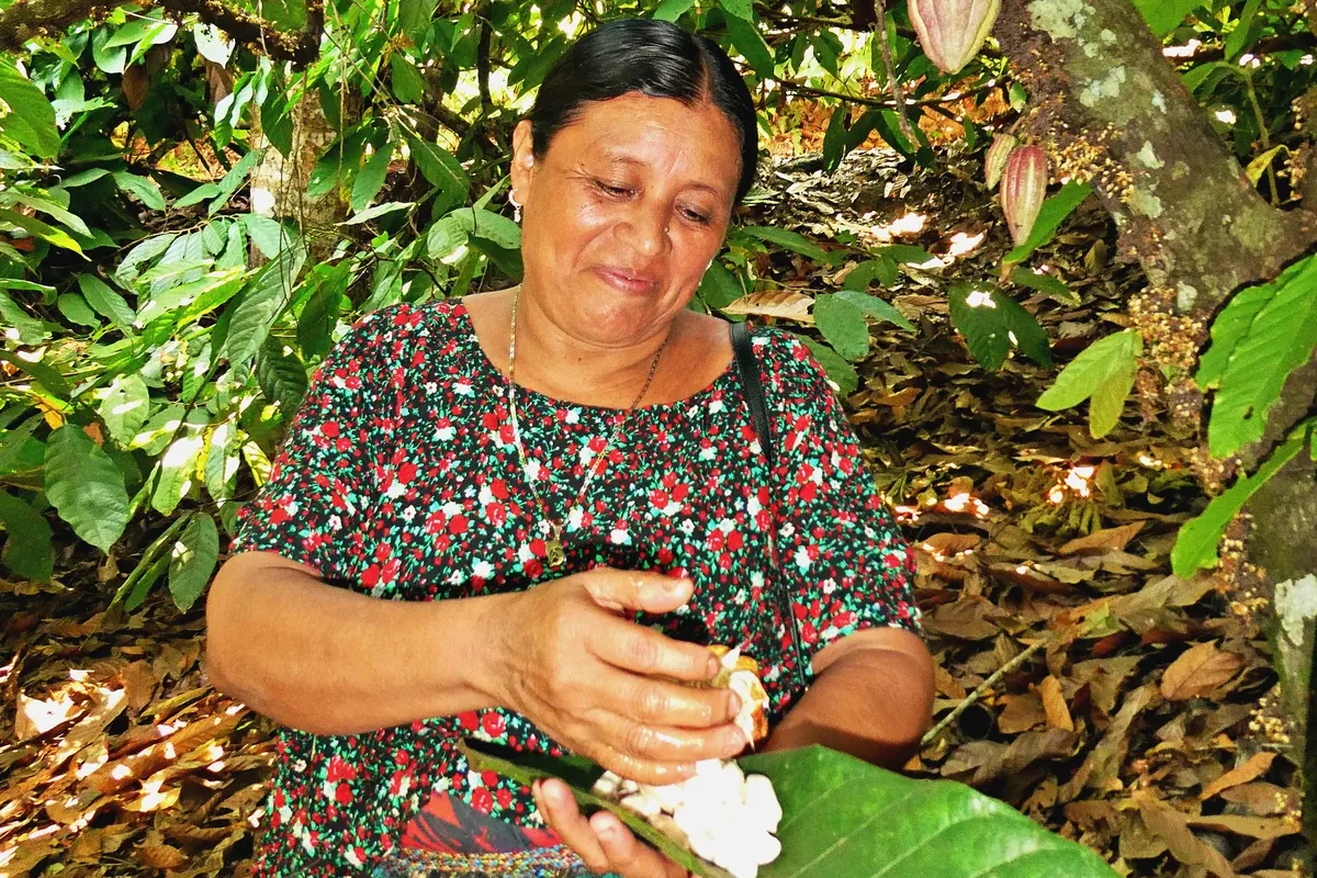 Kakaobäuerin in traditioneller Tracht öffnet eine reife
Kakaofrucht in Guatemala – nachhaltiger und kleinbäuerlicher
Kakaoanbau im Mischkultursystem