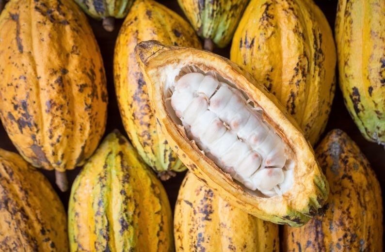Aufgeschnittene reife Kakaofrucht mit weißem Fruchtfleisch und frischen Kakaobohnen – Theobroma cacao als Ursprung von Rohkakao und seinen Inhaltsstoffen